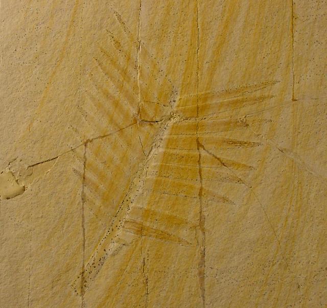 Zamites feneonis BRONGNIART - Bild © FossNet FossilienStore